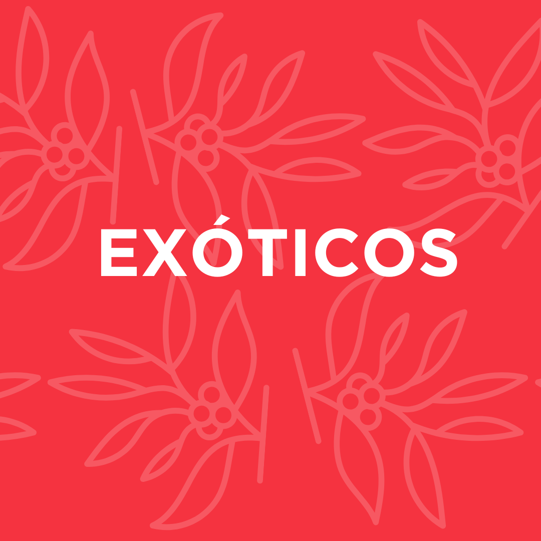 Cafés exóticos